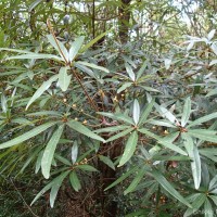 Actinodaphne stenophylla Thwaites